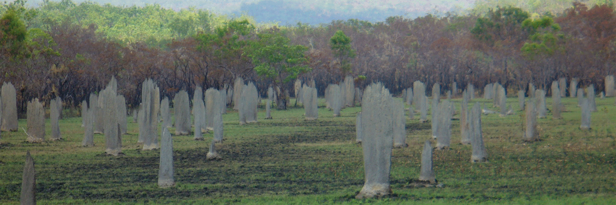 Tours to the magnetic termite mounds in litchfields national park australia