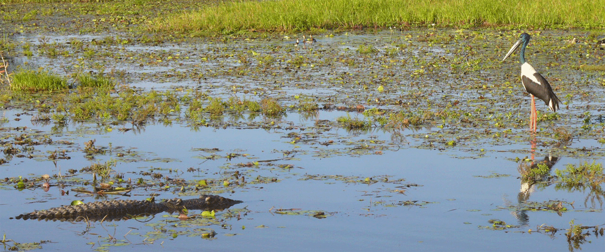 Yellow Waters Billabong wildlife cruise in the southern end of Kakadu National Park Australia