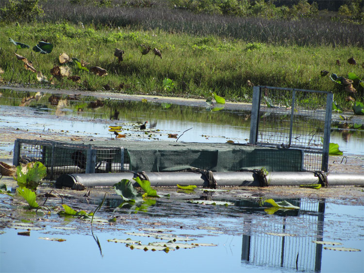 Crocodile trap in Jim Jim Billabong Kakadu Australia