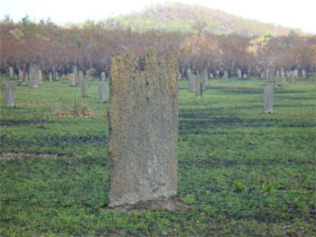 Litchfield  termite mounds