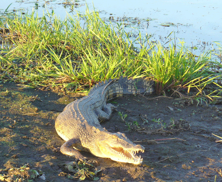 Crocodiles seen on our Yellow Water Billabong Cruise in Kakadu