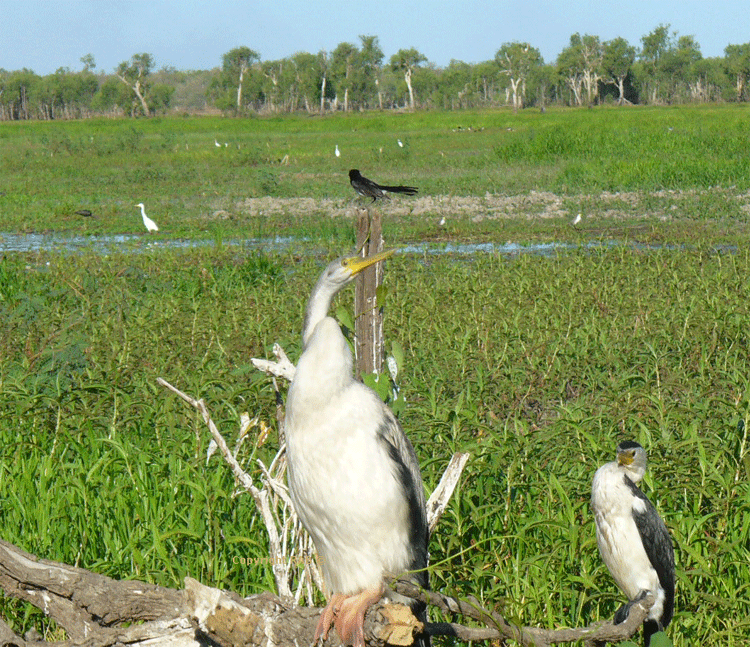 Birds seen on our Yellow Water Billabong Cruise in Kakadu