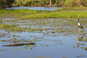 Take a morning or afternoon sunset scenic wildlife cruises on the Yellow Waters outback billabong in Kakadu where there are 280 different bird species and majestic crocodiles 